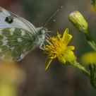 Borboleta (Butterfly) Anthocharis cardamines